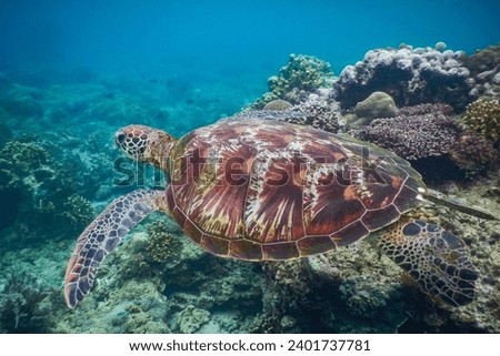 Picture showing a sea turtle in the pacific ocean 