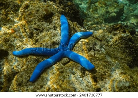 Picture showing a blue starfish in the pacific ocean of the Philippines
