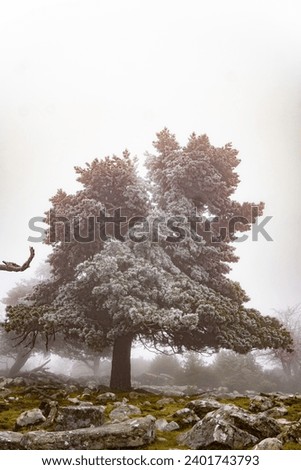 scene of giant tree with rocks in cloudy and cold day in the Spanish Pyrenees