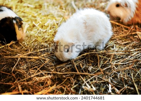 guinea pig in the hay. Cute Red and White Guinea Pig Close-up. Little Pet in its House. selective focus