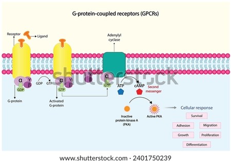 G protein coupled receptors gated ion channel. Structure of a G protein-coupled receptor (GPCR). Mechanism for the transport of ions. Cell membrane receptors for ligands bind. vector illustration. Royalty-Free Stock Photo #2401750239