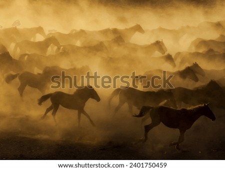 Horses accompanied by a cowboy in a dusty field