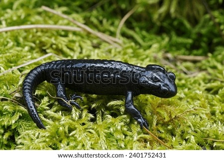 Natural closeup on the charcoal black Alpine salamander, Salamandra atra in the Austrian Carinthian Alps