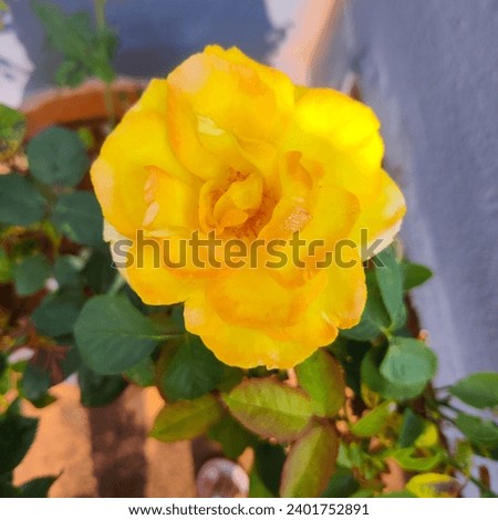 selective focus picture of a beautiful yellow rose