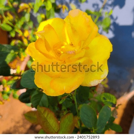 selective focus picture of a beautiful yellow rose