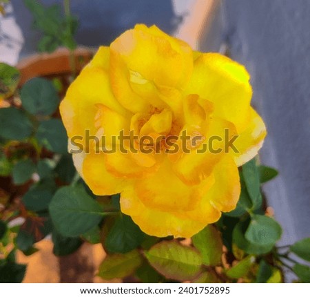 selective focus picture of a beautiful yellow rose