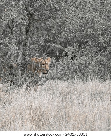 Wildlife photography from the Kruger National Park in South Africa.