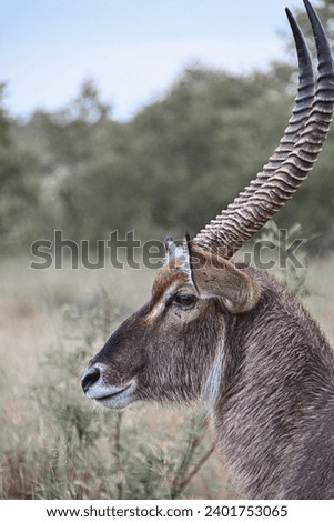 Wildlife photography from the Kruger National Park in South Africa.
