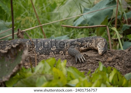 Picture showing a varanus lizard in Thailand