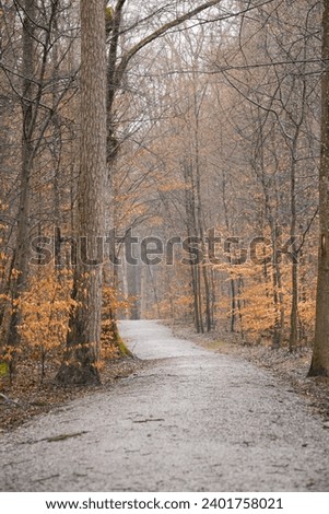 An Autumn Forest Background Picture 