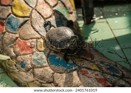 Portrait of an aquatic turtle sunbathing