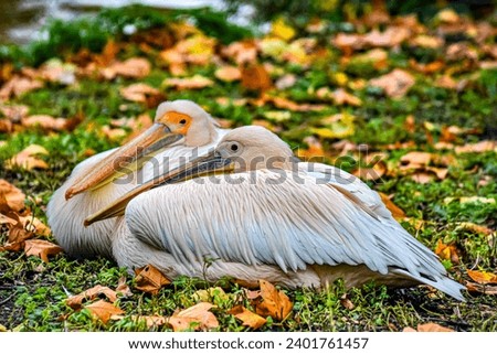 Two pelicans resting on autumn leaves in the park Royalty-Free Stock Photo #2401761457