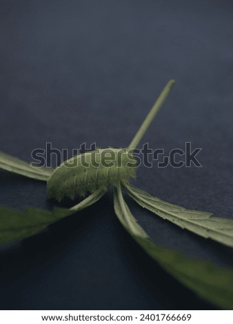 Caterpillars eat cannabis leaves on a black background