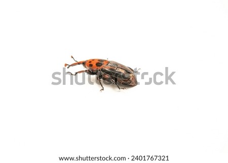 Red insect with black spots​ is walking on​ white​ background.