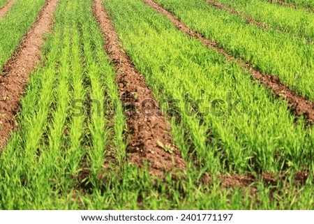 Wheat corps in initiate stage. Background of Indian wheat agriculture field 