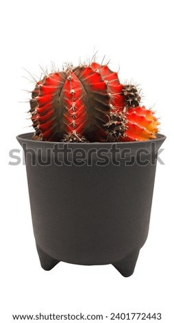 pot of varigated Gymnocalycium cactus isolated on white background
