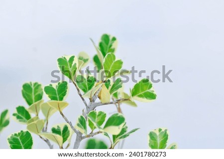 Ficus deltoidea Jack f variegata ,Mistletoe fig or Mistletoe rubber plant or MORACEAE plant