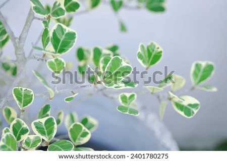 Ficus deltoidea Jack f variegata ,Mistletoe fig or Mistletoe rubber plant or MORACEAE plant