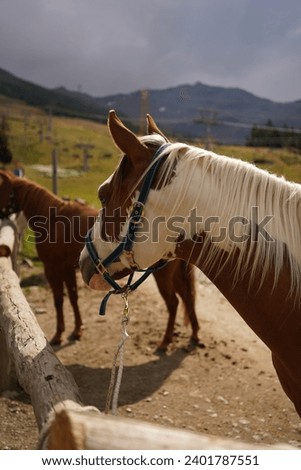 horses in the italy mountain 
