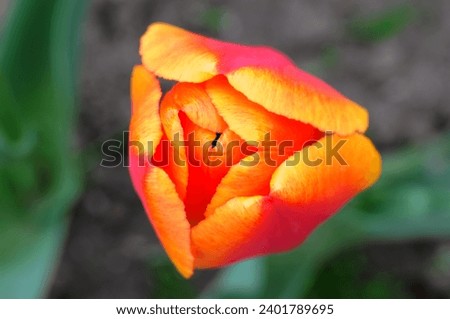 Tulip flower close-up against a background of green leaves in a tulip field. For postcard decoration and agriculture concept.