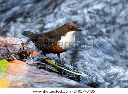 The Dipper is a bird of uplands and moorland streams. They require clean oxygen rich water to find their invertebrate prey. They often move to coastal areas in winter. Royalty-Free Stock Photo #2401790485