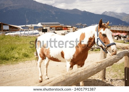 horses in the italy mountain 