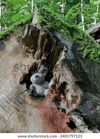 Forgotten teddy bear in a tree cave.