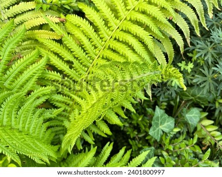 Macro photo nature landscape green fern. Stock photo green plant fern  background Royalty-Free Stock Photo #2401800997