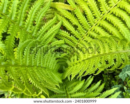 Macro photo nature landscape green fern. Stock photo green plant fern  background Royalty-Free Stock Photo #2401800999