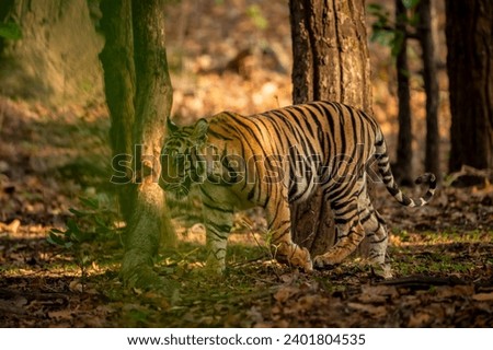 indian wild male bengal tiger or panthera tigris on stroll in morning safari for territory marking in natural scenic background at bandhavgarh national park forest reserve madhya pradesh india