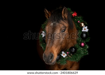 Christmas horse black shot: A bay brown huzule pony wearing a festive wreath in front of black background