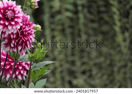 Pink colour dahlia flower head on green background. Pink dahlia blooming. Defocused pastel pink dahlia petals macro. Floral abstract background. Close up of flower dahlia for Background . Nature
