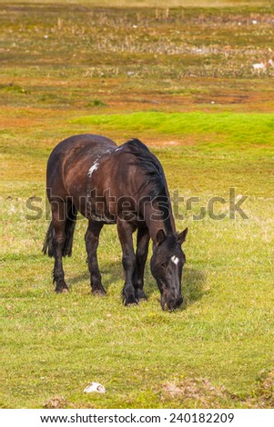 Beautiful black horse grazing on the grass in Patagonia, Chile