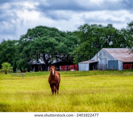 A horse in an open field with a barn behind it. Royalty-Free Stock Photo #2401822477