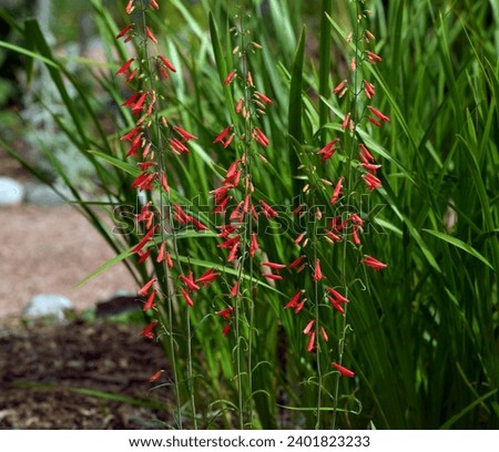 Colorful Firecracker Penstemon flowers growing against tall greenery in a garden pathway. Royalty-Free Stock Photo #2401823233