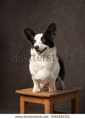 Dog in a studio pose, compact and watchful. This studio shot captures a Welsh Corgi on a rustic stool