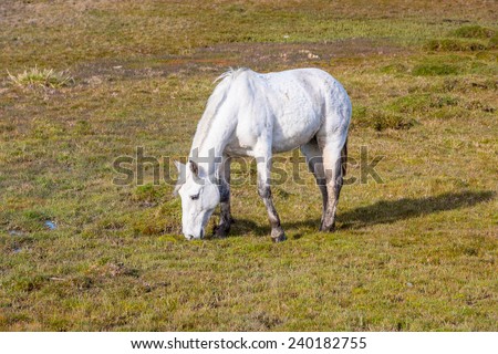 White horse grazing on the grass in Patagonia, Chile