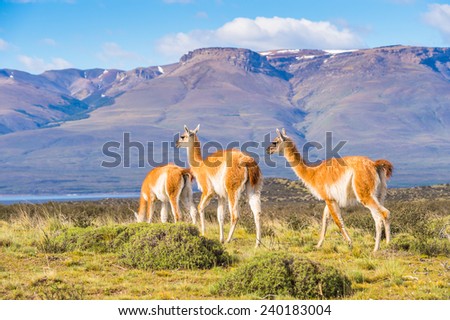 Guanacos on a mountain hill in Patagonia, Chile