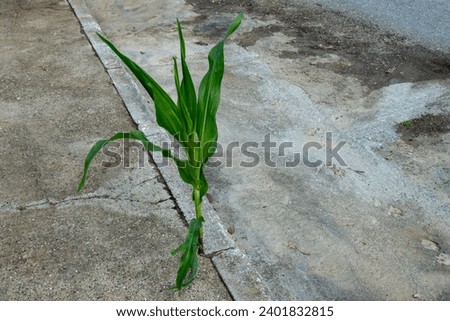 Corn plant that fought its way up into a crack between road and sidewalk.
Picture from  Pella Macedonia, Greece.