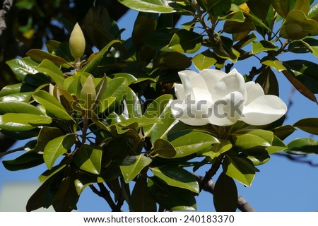 A white flower blooming in a magnolia tree in Australia