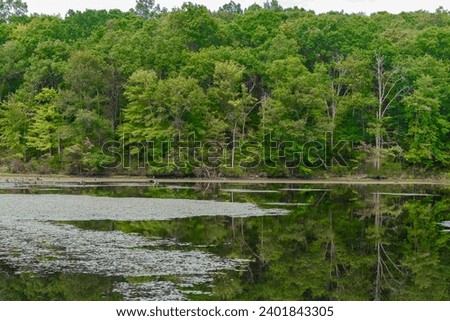 Lake in forest surrounded by trees