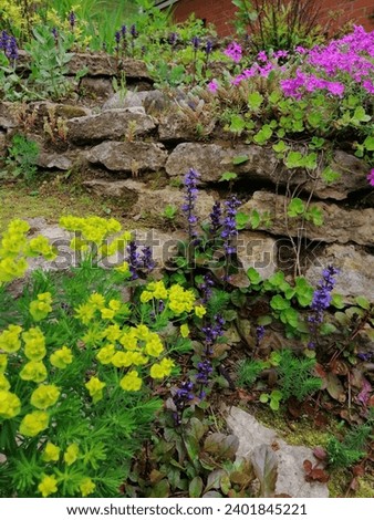 Soft moss or a groundcover plant blooming with delicate yellow flowers. Euphorbia cyparissias on a rocky alpine slide in a summer garden. Floral wallpaper. Royalty-Free Stock Photo #2401845221
