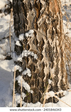 thick tree trunk covered with snow
