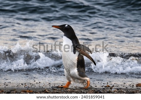 lonely papua penguin dancing next to the ocean