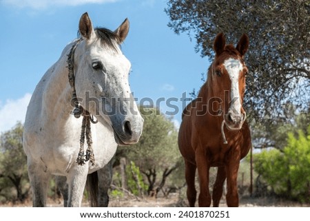 Beautiful grey and chestnut horses with bells around their necks in the wild of Rhodes