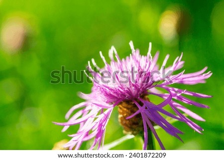 Beautiful blooming purple violet flower with thin petals and stamen on blurred green background close-up. Natural nature