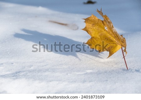 winter in the park, a dry golden leaf casting a shadow on the white snow