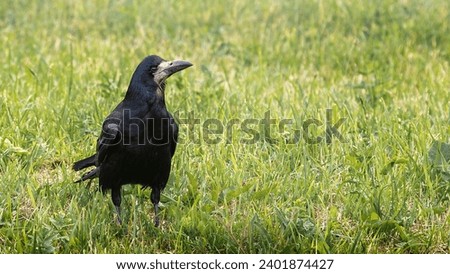 Black crow with big beak on green grass. Big black bird living in outskirts of the city and fields, one old bird close up. Royalty-Free Stock Photo #2401874427