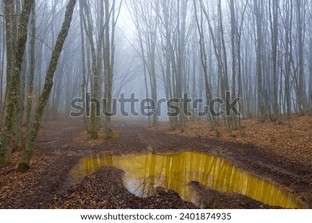dirty ground road in the misty forest