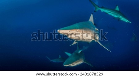 Blacktip ocean shark swimming in tropical underwaters. Sharks in underwater world. Observation of animal world. Scuba diving adventure in South Africa coast of RSA
